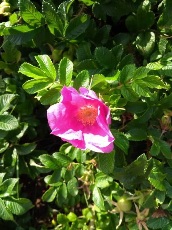 spurn_flower_small.jpg